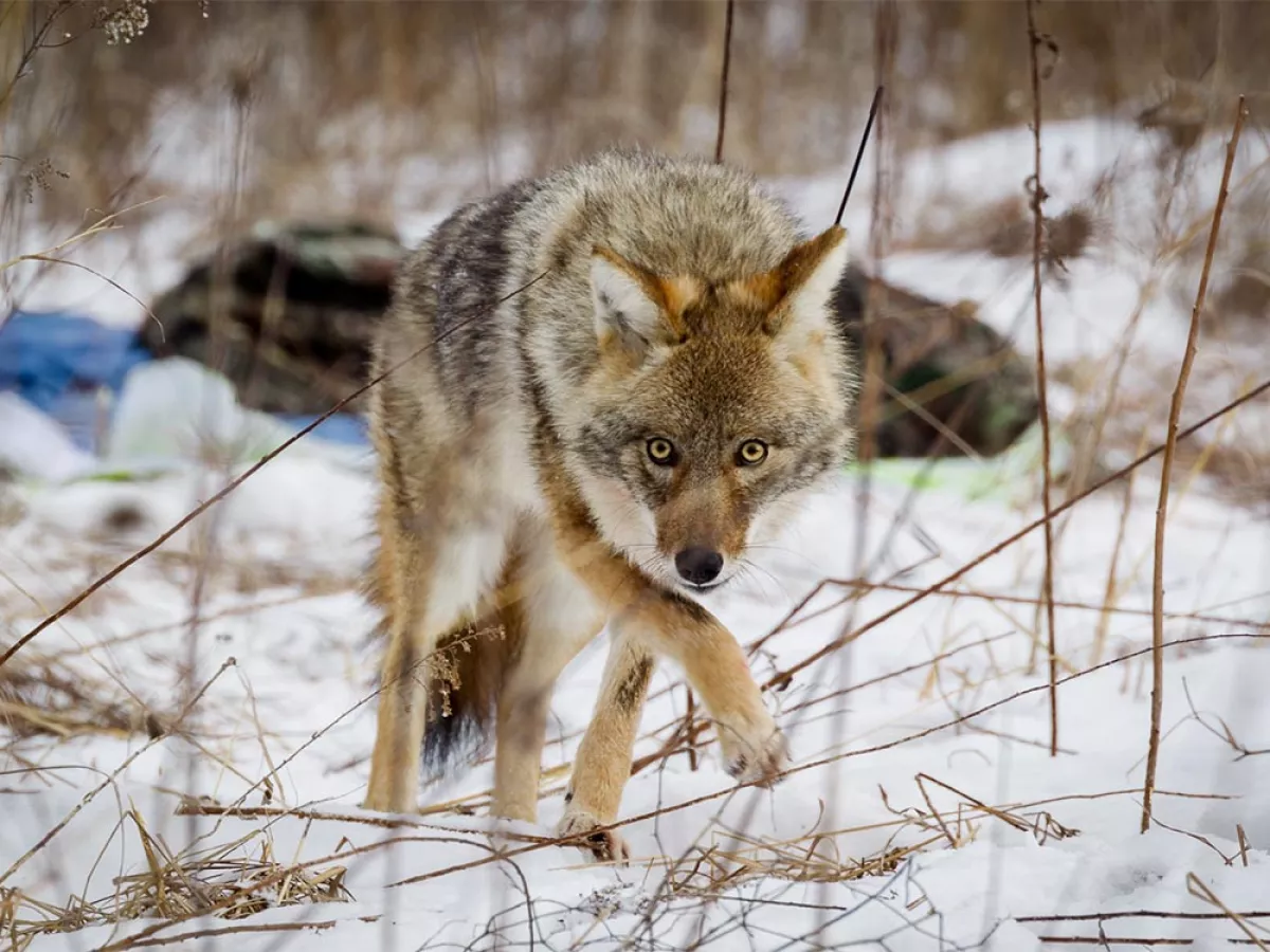 Call of the (Urban) Wild | Sierra Club